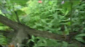 виноград воздушные отводки  способ 100 прцентов рабчий!