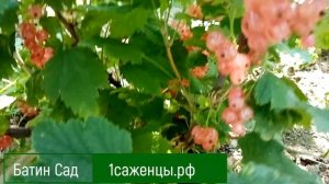 Смородина розовая Любава