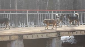 Собачья свадьба март 2015. целиком с увеличением без звука