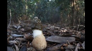 Phallus impudicus timelapse HD