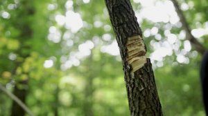 Cold Steel Chaos Kukri Vs. The Wilderness