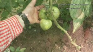 Жируют томаты- останетесь без урожая,если не совершите простых действий