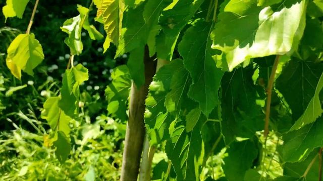 Созрела и плодоносит плакучая #шелковица в Башкирии. Сбор урожая вкусных ягод. смотреть онлайн