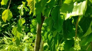 Созрела и плодоносит плакучая #шелковица в Башкирии. Сбор урожая вкусных ягод.