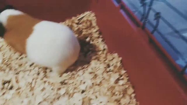 Свинюшки