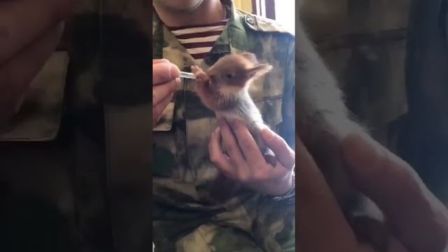 Боевой бельчонок