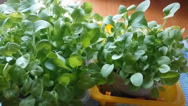 Выращивание рассады ПЕТУНИИ в домашних условиях