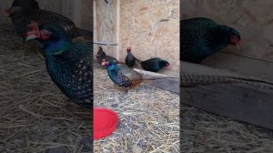 Фазаны  Румынские