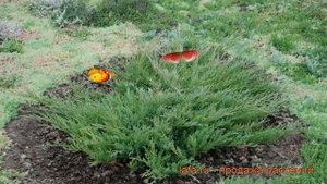 Можжевельник горизонтальный Андорра Компакта ? обзор: как сажать, саженцы можжевельника