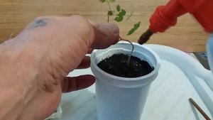 Как укоренить зеленую веточку винограда?