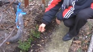 черенки самшита посадка под зиму