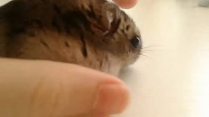 МОЙ ДЖУНГАРСКИЙ ХОМЯК MY HAMSTER