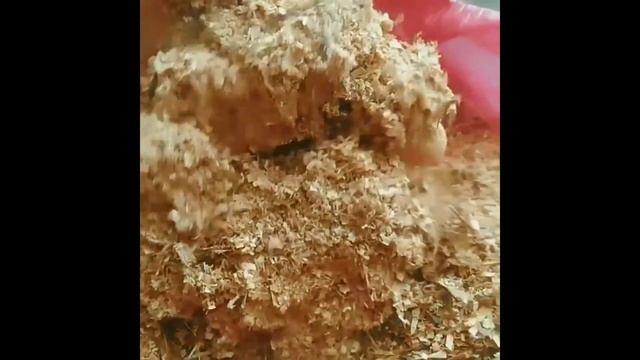 Саше для белья.  Подушечки для сна с лавандой и можжевельником