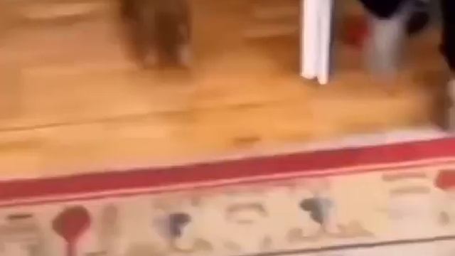 Поросёнок сбежал со стола