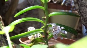 TRICHOGLOTTIS PUSILLA ORCHID FLOWERING