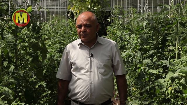 Махровость цветков ТОМАТА. Вкусные, но уродливые томаты? смотреть онлайн