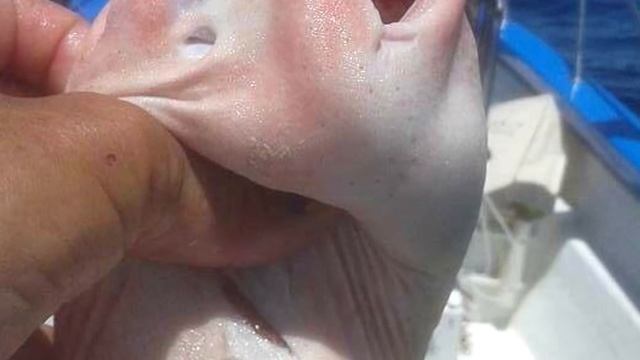 Рыбаки перетрусили, поймав странную рыбу! смотреть онлайн