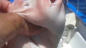 Рыбаки перетрусили, поймав странную рыбу!