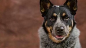 Австралийский хиллер