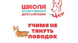 Учим собаку не тянуть поводок