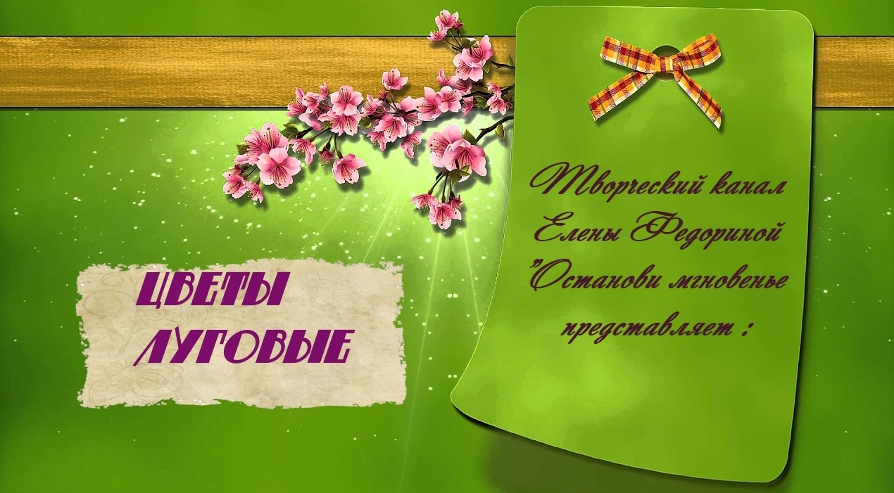 Цветы луговые