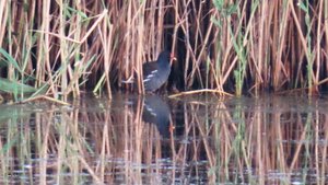 Камышницы и лысухи. Взаимоотношения у птиц
