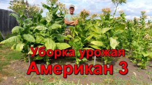 Уборка урожая - ломка листа - Курительный табак.