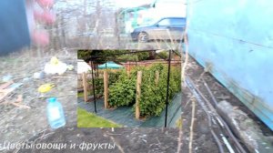 Чтобы малины было много!Посадите малину правильно Как посадить малину
