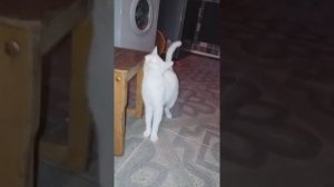 Котятам 1,5 месяца. Кормление