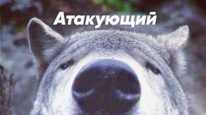 Кубок Атакующего #10