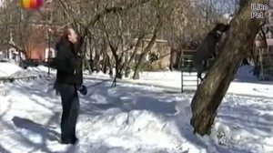 Амстаф  Особенности породы на iLikePet