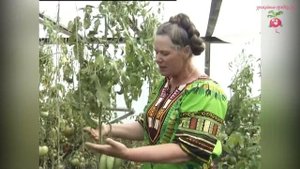 Отзывы о сортах помидор: Сабелька и Варвара #urozhainye_gryadki