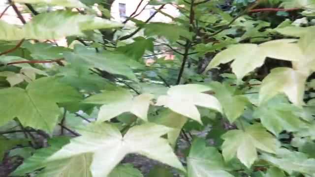 Acer pseudoplatanus 'Brillantissimum' javor horský klen смотреть онлайн