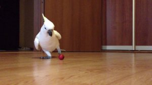 какаду играет с шариком