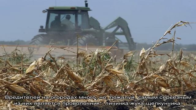 Как избавиться от проволочника на дачном участке