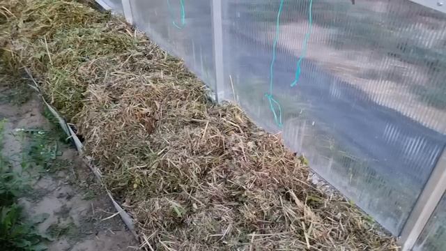 ТЛЯ И ЯЙЦА ИЗЧЕЗНУТ С ВАШИХ ГРЯДОК НАВСЕГДА!!! ЭФЕКТИВНО РАБОТАЮЩАЯ МЕТОДИКА! смотреть онлайн