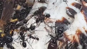 Messor Barbarus – Мохнатый Шмель