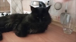 Ты классный! Всё, поставила я тебе лайк, можешь идти! И мнямка без заморочек.