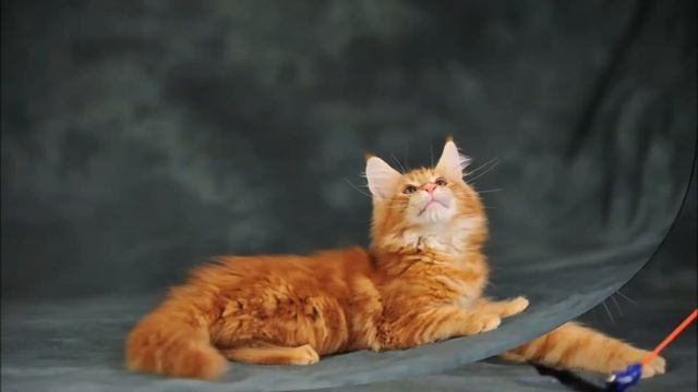 Котята мейн кун в возрасте 3 месяцев