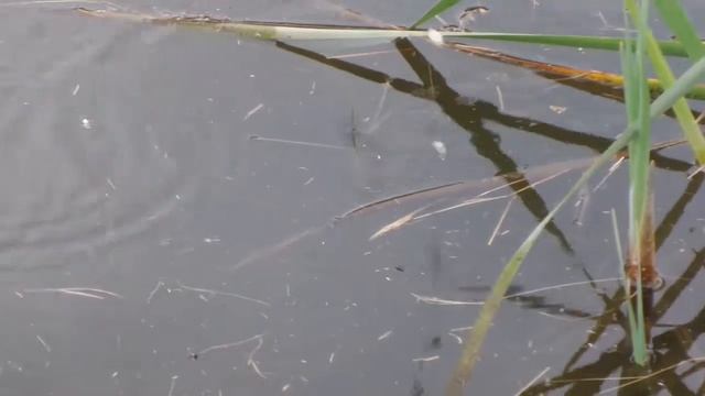 i Рыбалка в домашнем озере болоте Fishing in the digger pool 20190914 смотреть онлайн