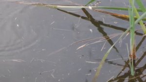 i Рыбалка в домашнем озере болоте Fishing in the digger pool 20190914