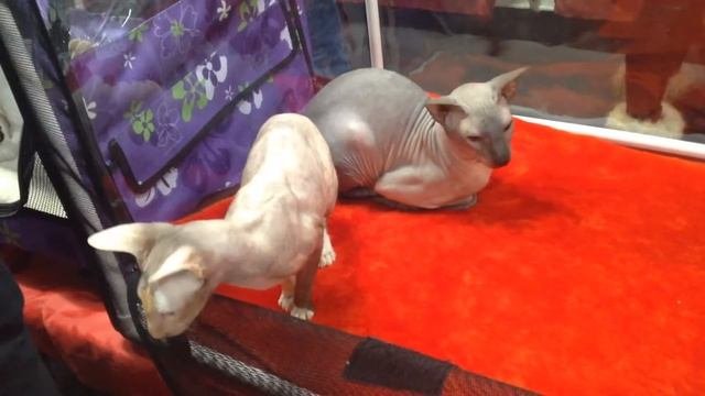 Кошка и Кот Петерболд (Петербургсий Сфинкс) продаются/Peterbald (Peterburgs Sphynx) For Sale