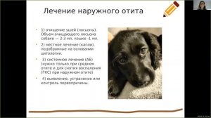 Отит у собаки, как лечить правильно ИВЦ Горчакова В И