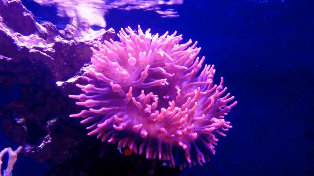 Anemone and Clownfish Symbiosis смотреть онлайн