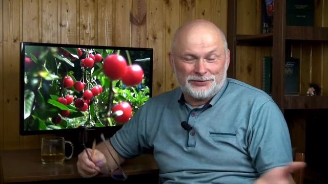 Вишня,северная черешня и другие косточковые в прямом эфире с Александром Сидельниковым смотреть онлайн
