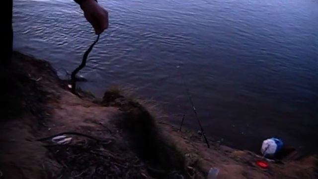 ПОЙМАЛИ УЖА НА РЫБАЛКЕ смотреть онлайн