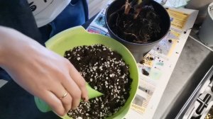 Repotting Caladium White Queen