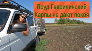 Пруд Гаврилинский. Поездка в Одного. Карпфишинг.