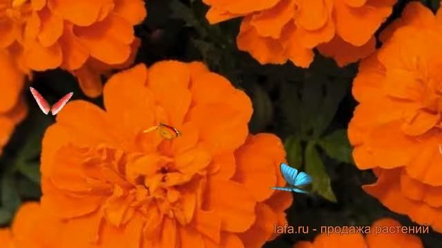 Бархатцы отклоненный Оранж ? отклоненный бархатцы Оранж обзор: как сажать, семена бархатцев Оранж смотреть онлайн