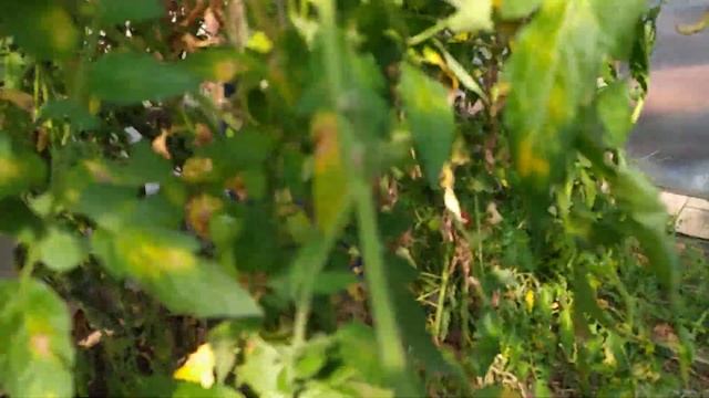 Томат БЫЧЬЕ и ВАЛОВЬЕ сердце ❤️ На одном кусту 35 плодов! смотреть онлайн